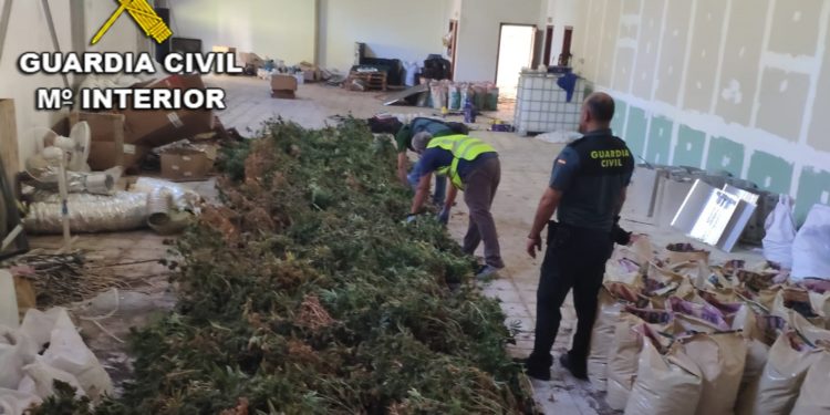 Tres detenidos en Mos por cultivar marihuana en una nave industrial y una vivienda