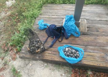 Sorprenden otras dos veces a un furtivo que extraía almeja en una zona con toxina en Vigo