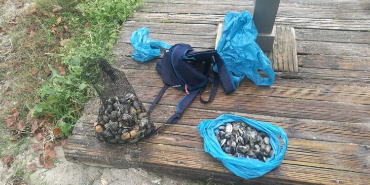 Sorprenden otras dos veces a un furtivo que extraía almeja en una zona con toxina en Vigo