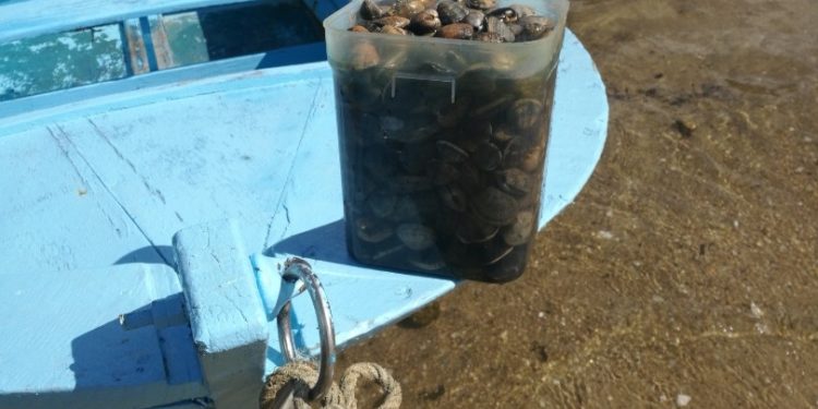 Denuncian a dos furtivos que recogían almeja en una zona cerrada por toxina en Vigo