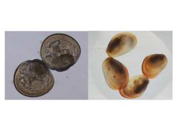 Un proyecto liderado por Anfaco y UVigo confirma la viabilidad de producir semilla de mejillón en criadero