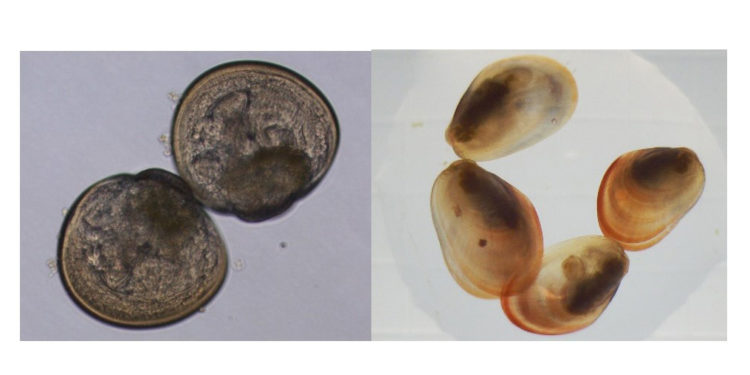 Un proyecto liderado por Anfaco y UVigo confirma la viabilidad de producir semilla de mejillón en criadero