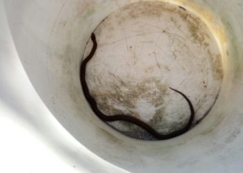 Encuentran una serpiente en el museo Marco de Vigo