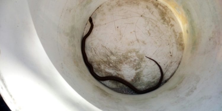 Encuentran una serpiente en el museo Marco de Vigo