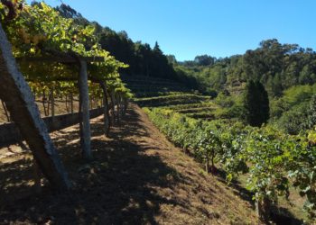 Comeza a vendima na finca do Castelo de Soutomaior