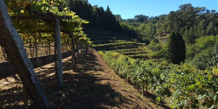 Comeza a vendima na finca do Castelo de Soutomaior