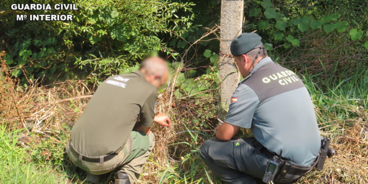 Investigan a vecinos de Tui y O Rosal por usar lazos y cepos metálicos contra los jabalíes