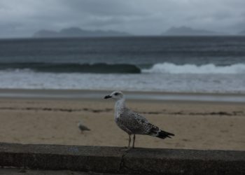 Lluvia celestial para frenar la sequía: 30 l/m2 en Vigo y 71 en Fornelos
