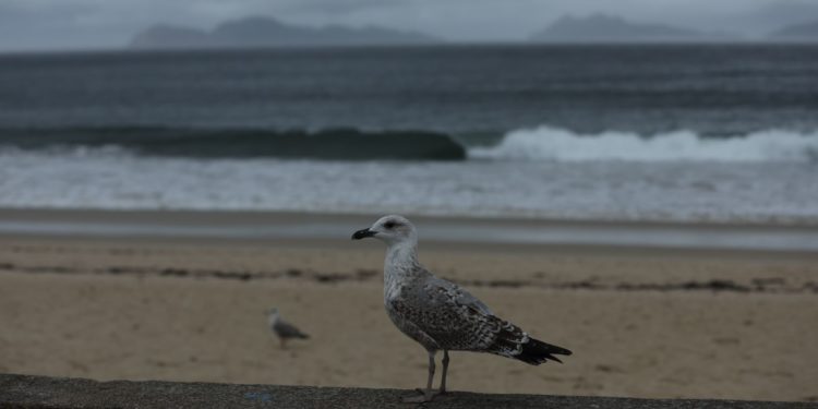 Lluvia celestial para frenar la sequía: 30 l/m2 en Vigo y 71 en Fornelos