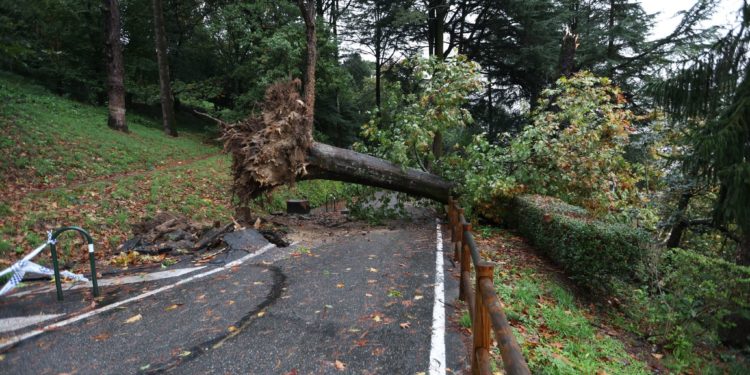 La borrasca ‘Beatrice’ golpea con fuerza Vigo: rachas de 90 km/h, riadas y un gran árbol derribado
