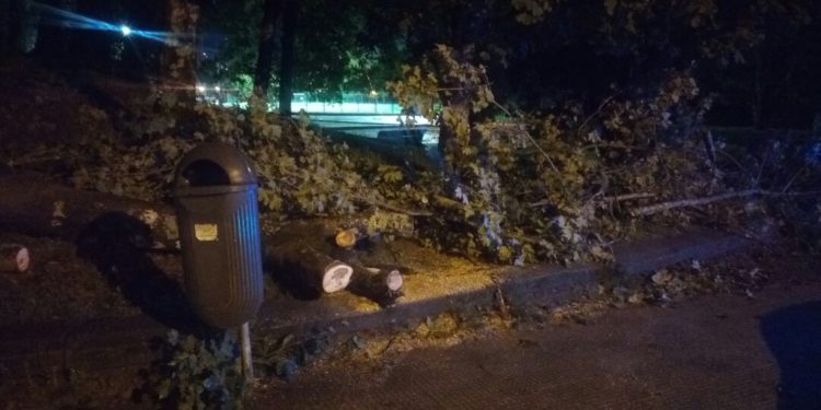 El temporal causa la caída de árboles y de un poste sobre vehículos en Vigo