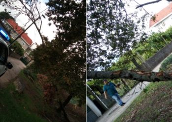 El viento tira un árbol sobre el tendido eléctrico y la fachada de una casa en Vigo