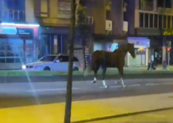 Un caballo suelto recorre las calles de Vigo
