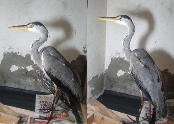 El equipo de medio ambiente del puerto de Vigo rescata una garza real herida