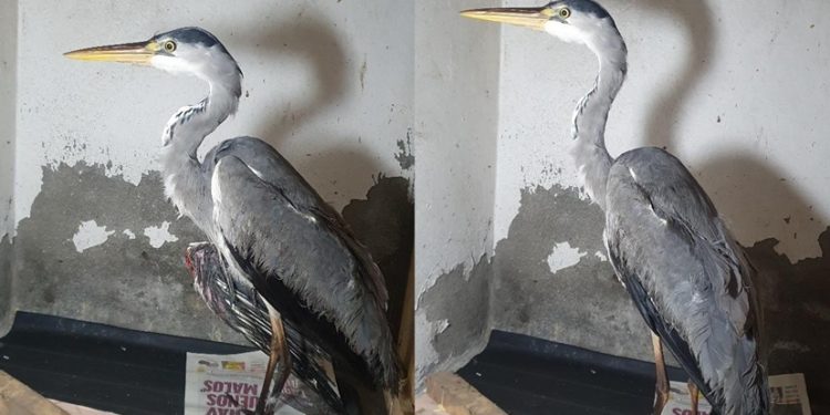 El equipo de medio ambiente del puerto de Vigo rescata una garza real herida