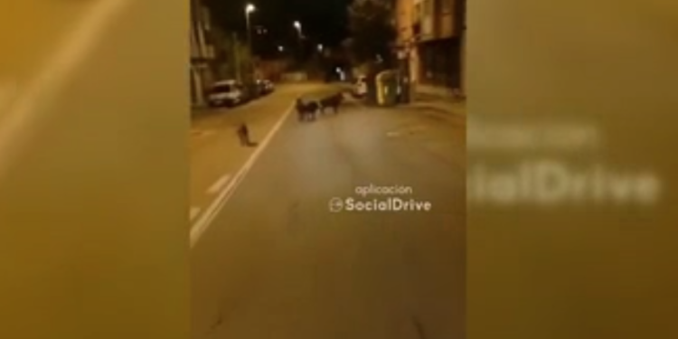 Graban en Vigo a cuatro jabalíes campando a sus anchas por la calzada