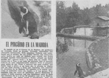 Se fuga de A Madroa el pingüino Paco