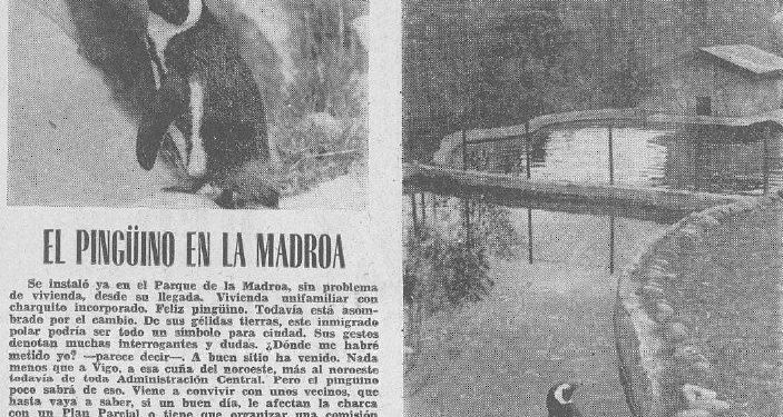 Se fuga de A Madroa el pingüino Paco