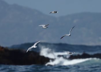 La alerta naranja llena Patos: 200 surferos a la búsqueda de olas