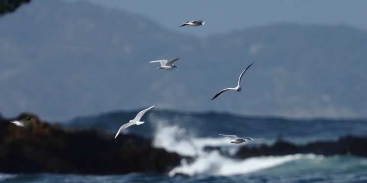 La alerta naranja llena Patos: 200 surferos a la búsqueda de olas