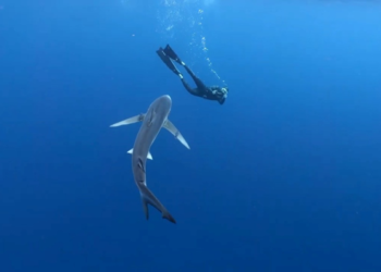 A Semana de Cine Submarino achégase ao tiburón martelo, unha das especies máis ameazadas