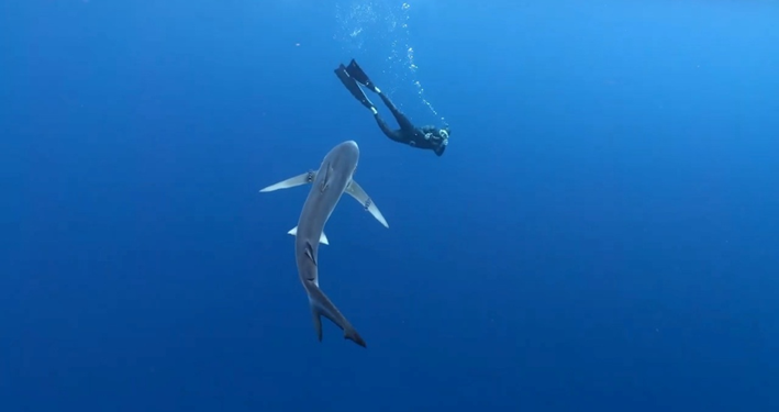 A Semana de Cine Submarino achégase ao tiburón martelo, unha das especies máis ameazadas