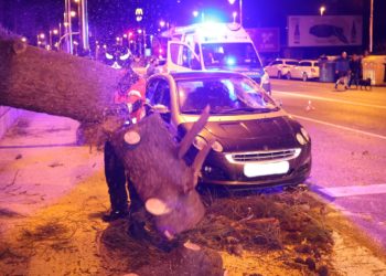 Una madre y su hija se salvan por centímetros tras caer un árbol sobre su coche en Samil