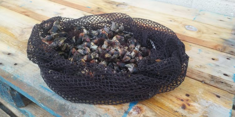 Sorprenden extrayendo percebe en Vigo a un furtivo que tiene prohibido mariscar por orden judicial