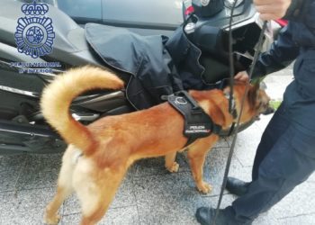 La Policía Nacional intensifica los controles de drogas con perros en colegios de Vigo y Redondela