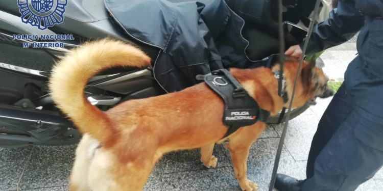 La Policía Nacional intensifica los controles de drogas con perros en colegios de Vigo y Redondela