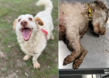 SOS de La Isla de Tali: matan a un perro clavándole un destornillador en el corazón tras una brutal paliza