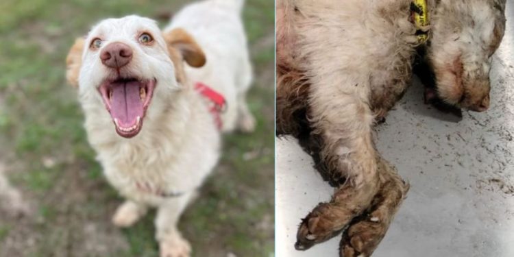 SOS de La Isla de Tali: matan a un perro clavándole un destornillador en el corazón tras una brutal paliza