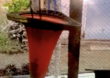 En Vigo también se matan pollos