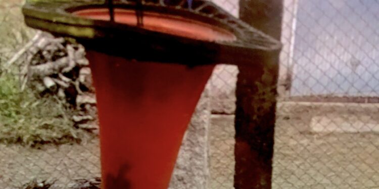 En Vigo también se matan pollos