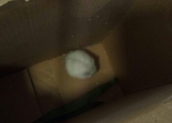 Rescatan a un hámster del interior de un contenedor de basura de Vigo