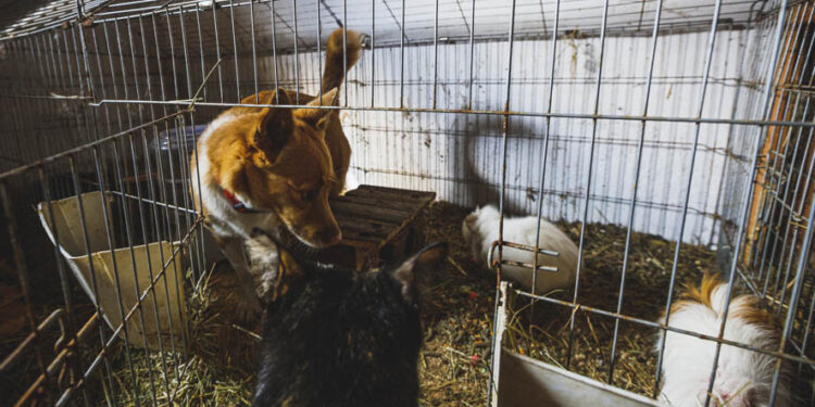 “Si no lo coges, le pego un tiro”: radiografía del abandono de animales en Vigo