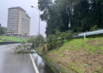 Un árbol cae sobre la avenida Arquitecto Palacios de Vigo