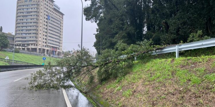 Un árbol cae sobre la avenida Arquitecto Palacios de Vigo