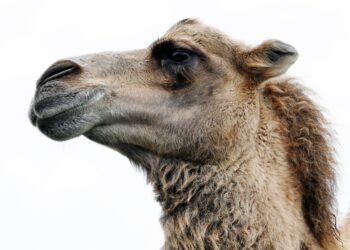 Animalistas critican el uso de camellos en la cabalgata de los Reyes Magos de Moaña
