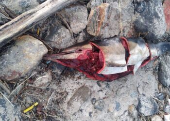 El mar arrastra una ballena y varios delfines muertos a la costa de las Rías Baixas