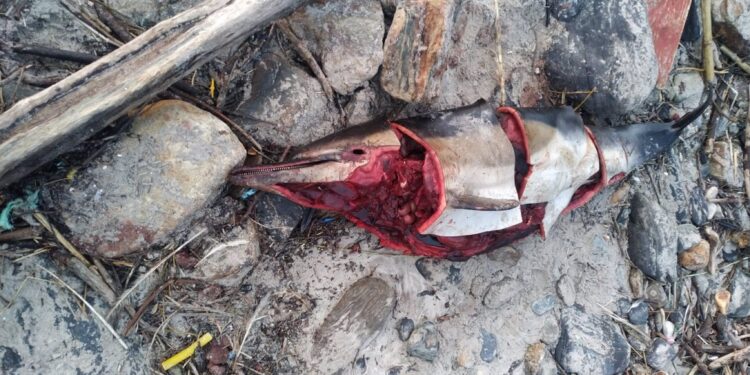 El mar arrastra una ballena y varios delfines muertos a la costa de las Rías Baixas