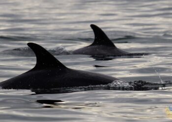 Galicia supera los 300 animales varados en 2022: desde raros zifios al primer tiburón solrayo