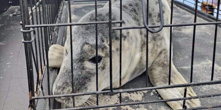 Trasladan a Nigrán una foca rescatada herida en Ferrol