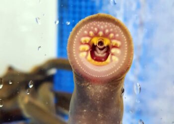 El plazo de solicitudes para pescar lamprea en el río Tea abre este miércoles