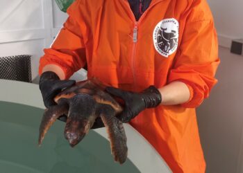 La tortuga Ferdylan se recupera en Galicia antes de regresar al mar