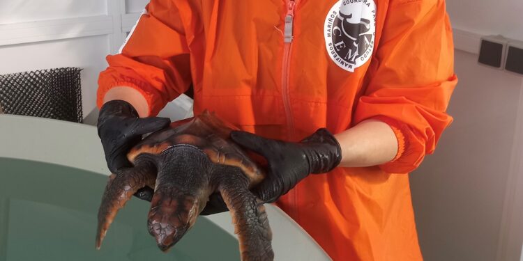 La tortuga Ferdylan se recupera en Galicia antes de regresar al mar