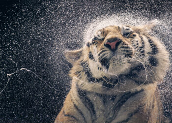 Una exposición del fotógrafo de animales Tim Flach llega a Vigo para «tocar los corazones del público»