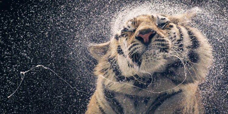 Una exposición del fotógrafo de animales Tim Flach llega a Vigo para «tocar los corazones del público»