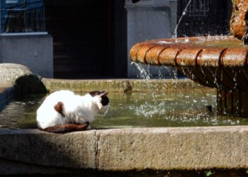El Concello de O Porriño esterilizará 120 gatos callejeros