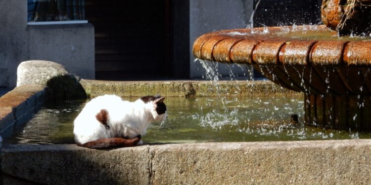El Concello de O Porriño esterilizará 120 gatos callejeros